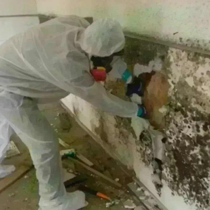 Mold Remediation and Removal in Tuckahoe, VA